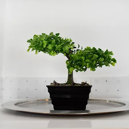 Apartamento Diva 2 *